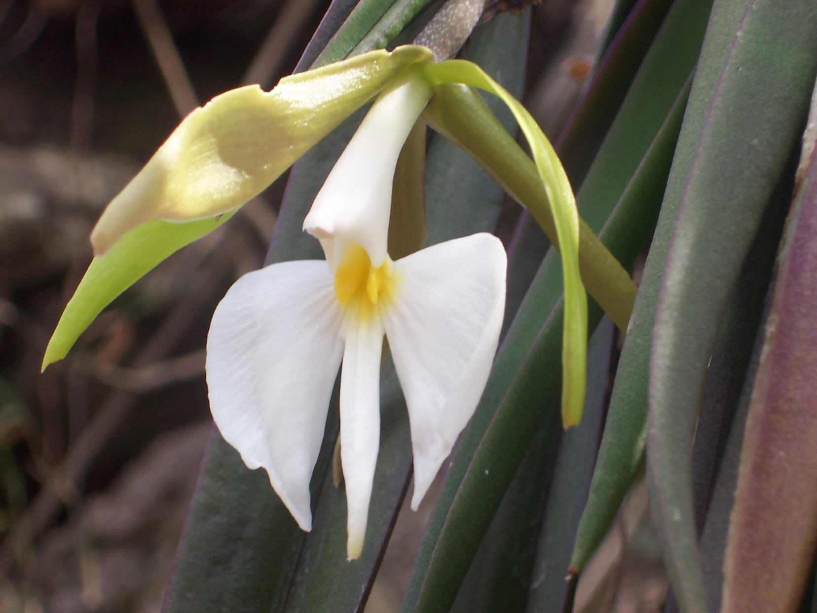Epidendrum parkinsonianum